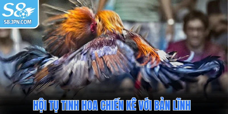 Hội tụ tinh hoa chiến kê với bản lĩnh